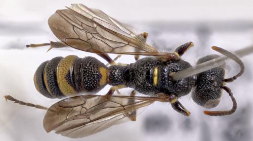 Réf. 316 009 : Cerceris hortivaga